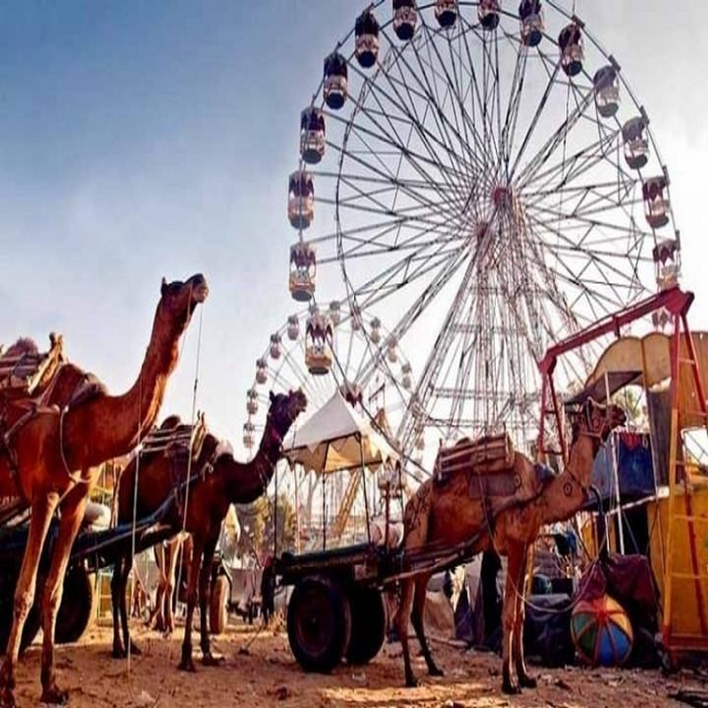 Pushkar Camel Fair Rajasthan: Everything You Need to Know